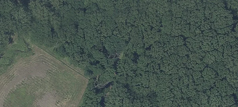 Peach Tree Rd