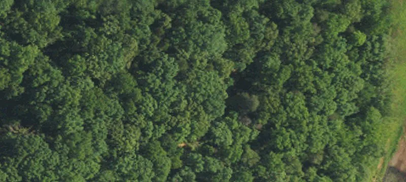 Wooded Lot Near Cleghorn Golf