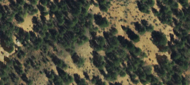 Land with Stream Near Pines
