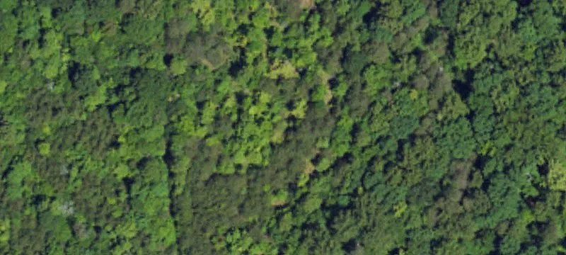 Wooded Lot in Pelham, NC