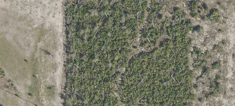 10 Acres Raw Wooded Land
