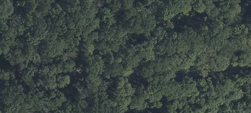 Wooded Land with Road Frontage