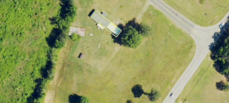 Henderson Land with Loblolly Pines