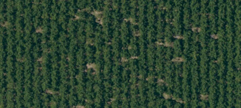 Established Orchard with Chandler Walnuts