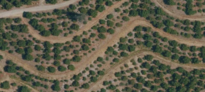 21.35 Acres Avocado Orchard