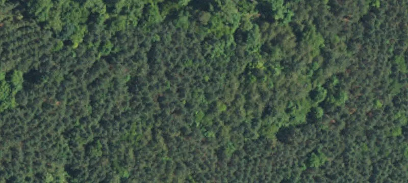 98-Acre Timber Tract with Pond