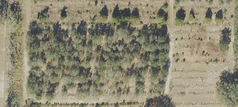 Apopka Land Near Kelly Park