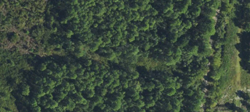 Heavily Wooded Land For Sale