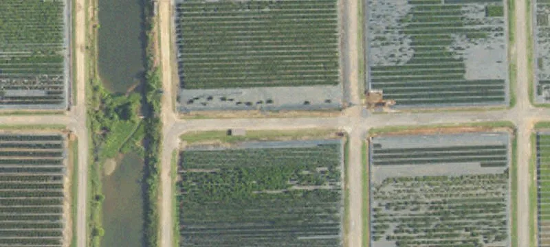 68 Acres in Growing Semmes