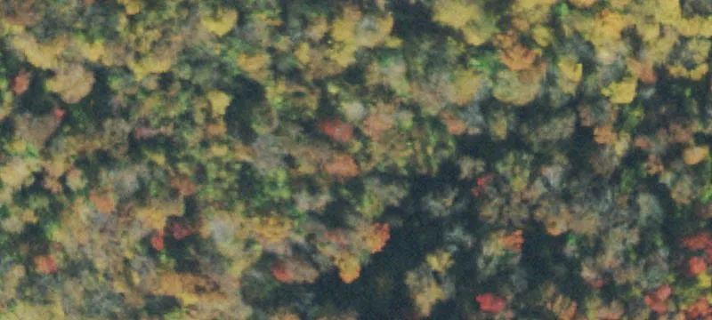 Undeveloped Wooded Land Tract