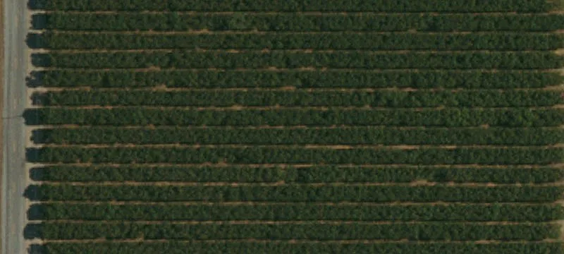 Shafter Almond Orchard For Sale