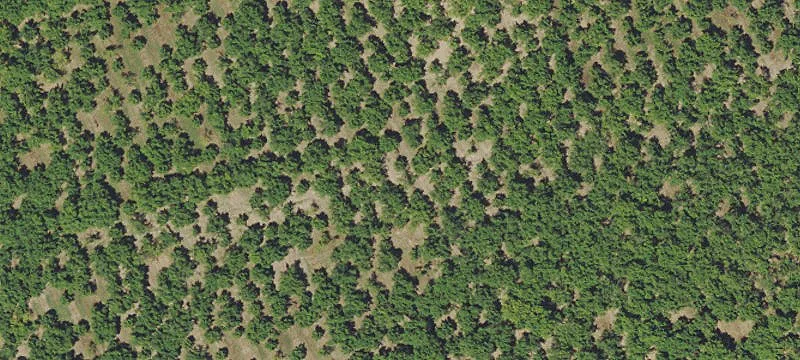 Hazelnut Orchard Near Gaston