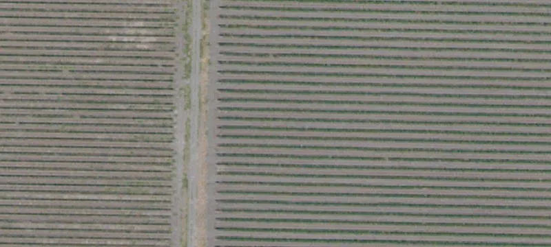 Clarksburg Vineyard with Water Rights