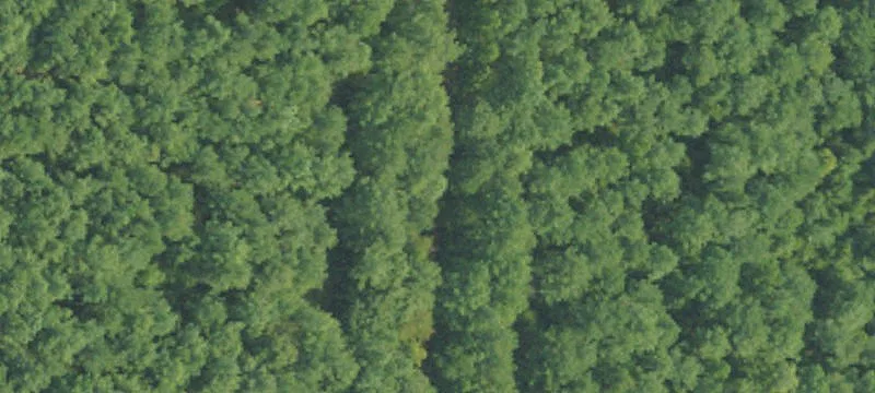 Hunting Land Near National Forest