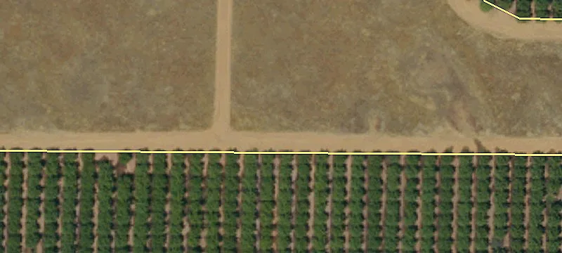 150 Acres Olive Orchard For Sale