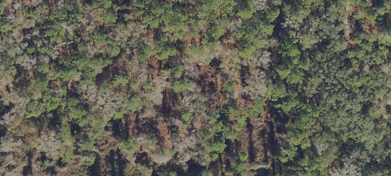 Land Near Fred Cone Park