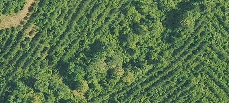 Timber Tract Near Interstate 20