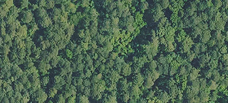 Jackson Parish Timber Investment Opportunity