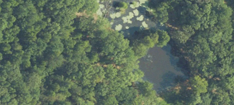 83.5 Acres Hunting Land in Canton