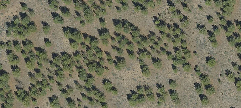 Large Acreage Tree Farm Opportunity