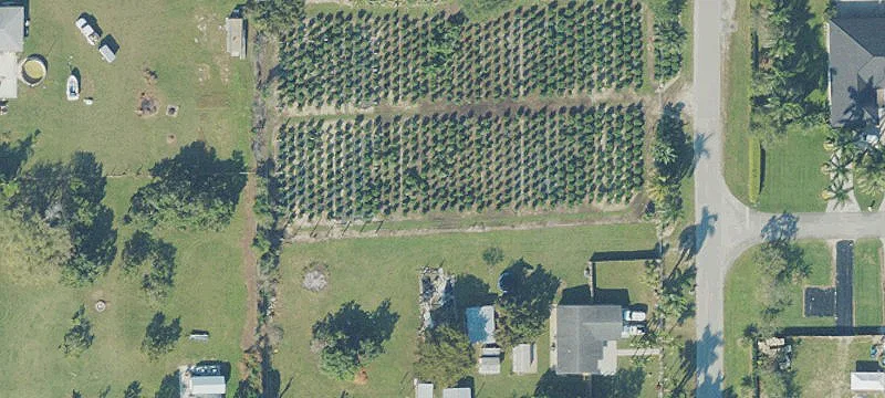 125 Acres Avocado Grove Land