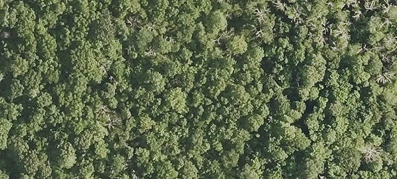 Lightly Wooded Building Lot