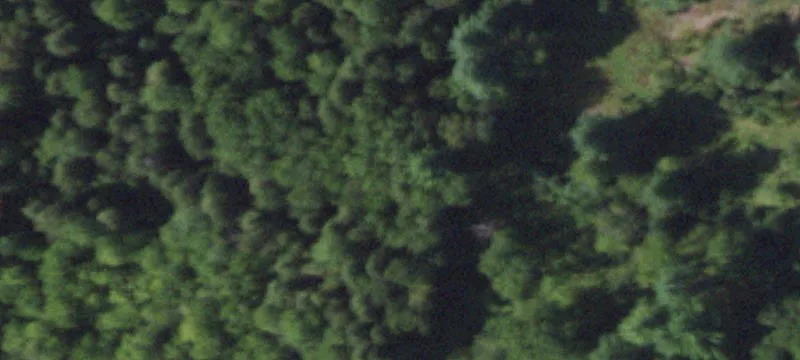 Secluded Wooded Hunting Land