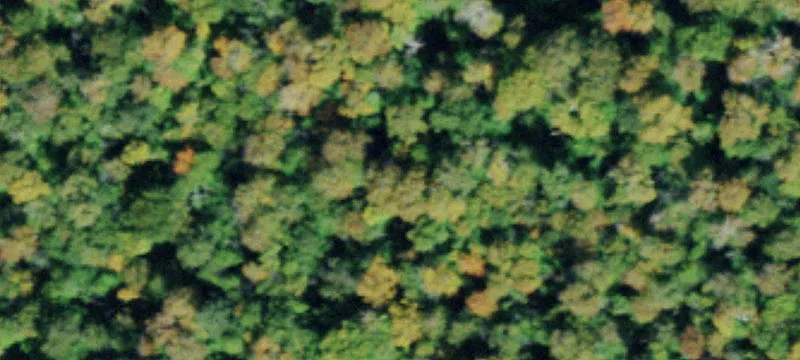 Wooded Lot Near Old Forge