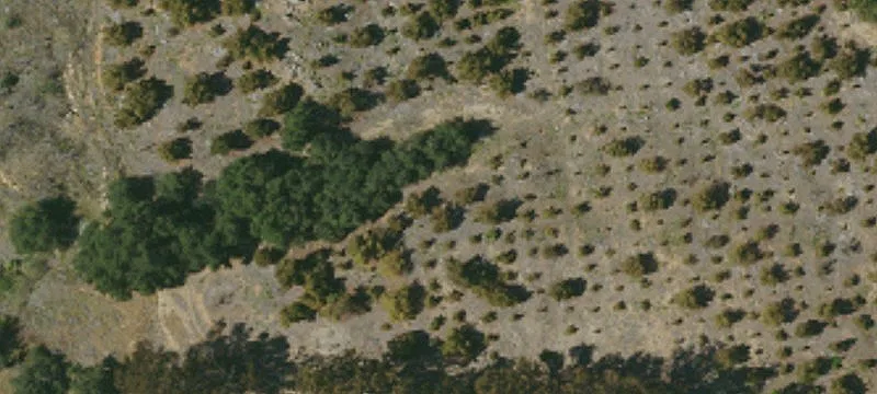 10 Acres Avocado Harvest Opportunity
