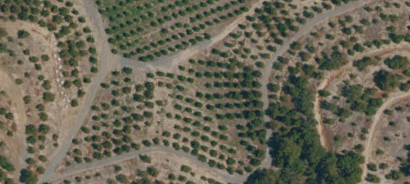 20-Acre Lemon Grove Estate