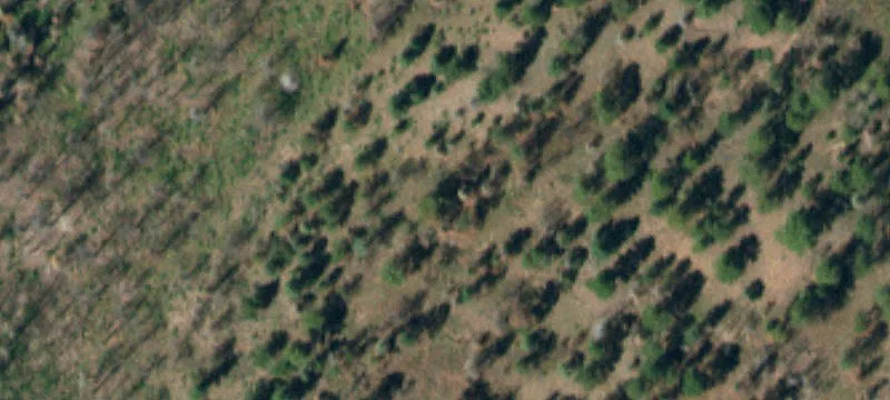 42.5 Acres in Forbes Ranch