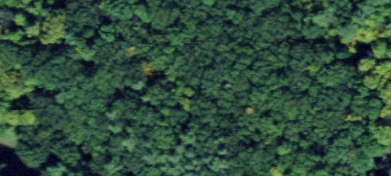 Keuka Lake Wooded Acreage