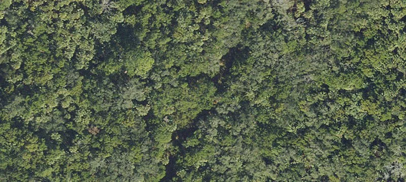 Volusia County Untouched Wilderness Parcels