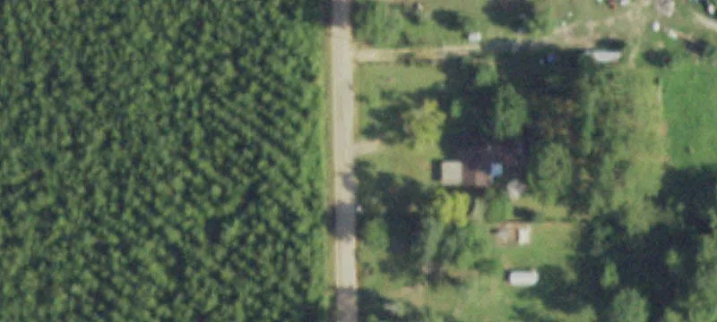 Managed Pine Trees Farm Tract