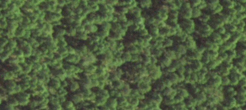 Wooded Tracts in Manning Community