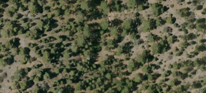 Treed Vacant Lot Opportunity
