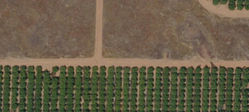 Productive Almond and Chandler Orchard