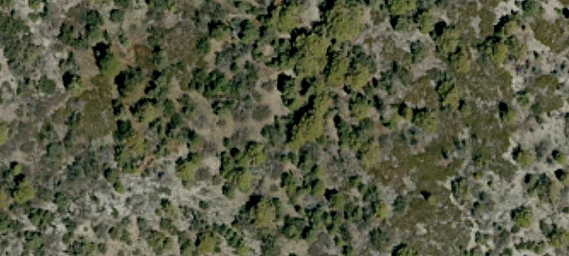 Treed Lot in Moonridge