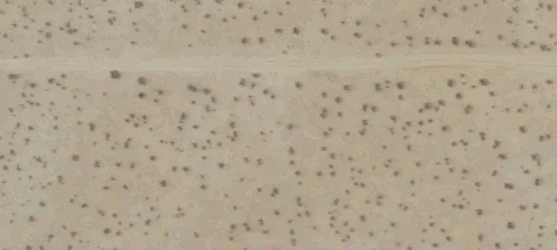 Two Acres of Raw Land