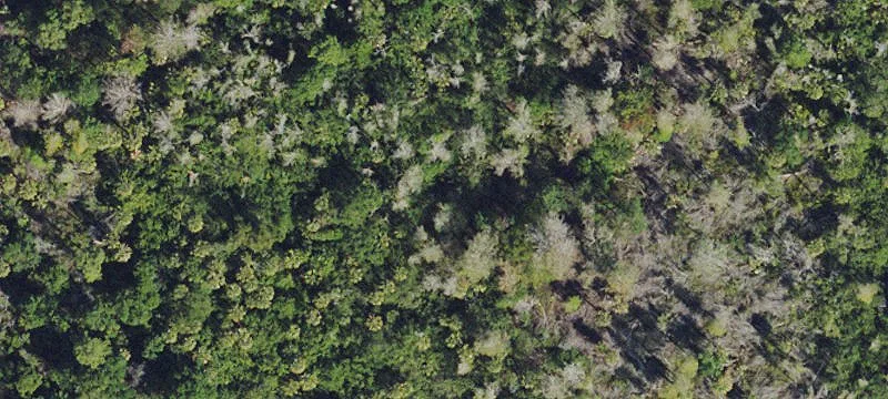 Alligator Alley Land Opportunity