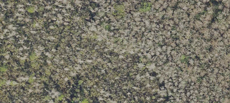 Prime Wooded Lot in Mims