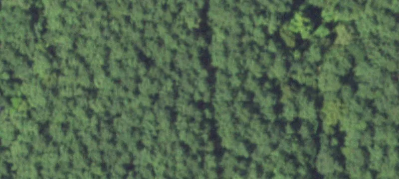 Wooded Land on Coussons Drive