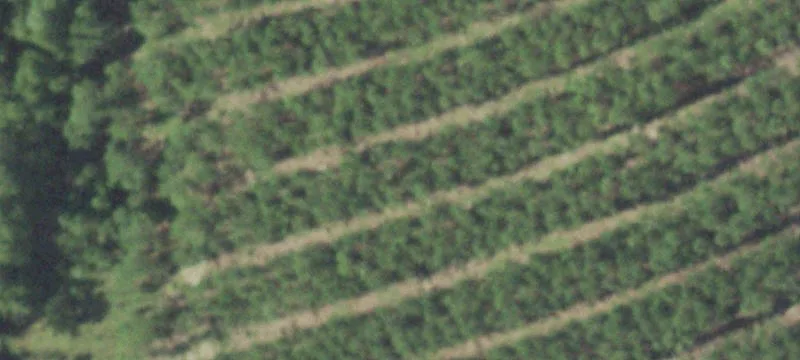 Jasper County Land on FM 1013