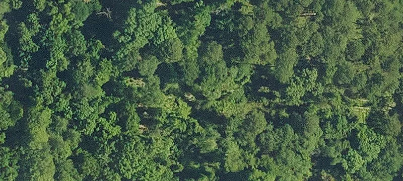 Webster Parish Land with Timber