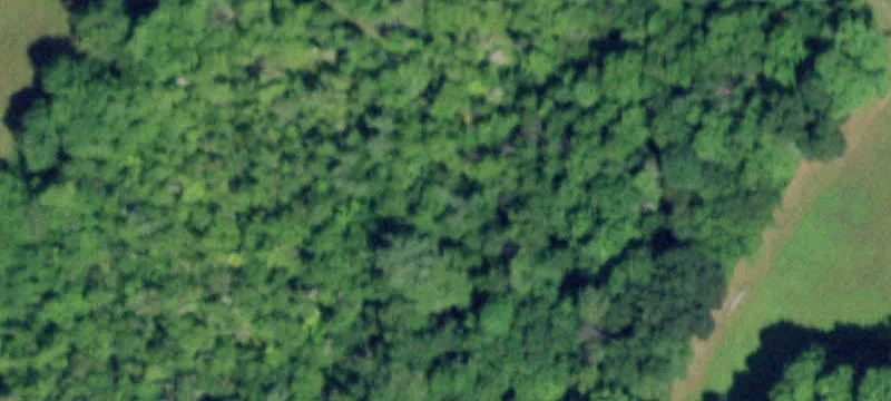 Wooded Lot with Cottage