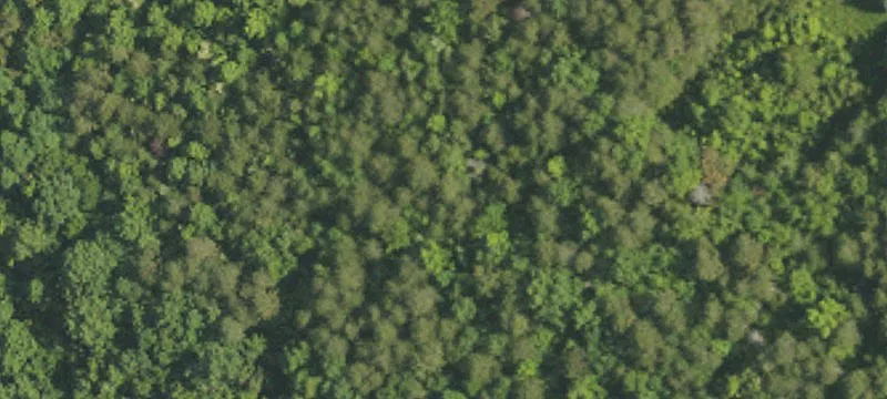 Wooded Land Bordering Fourth Creek