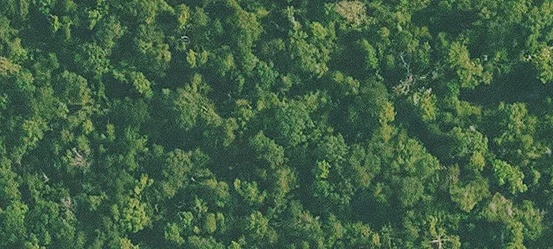 Expansive 20-Acre Tract in Ragley