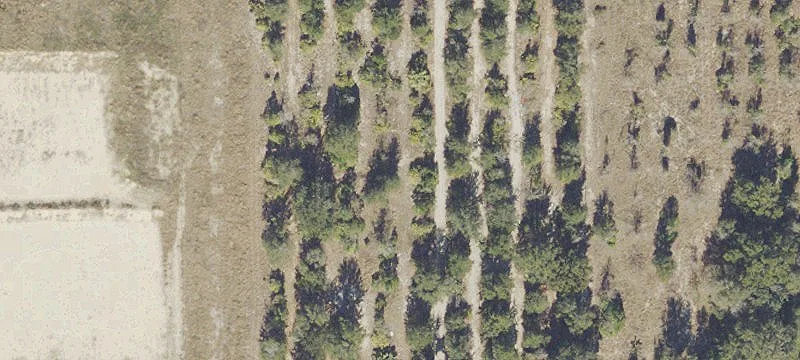 Apopka Land Near Highway