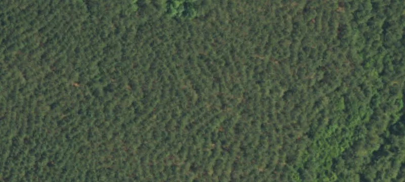 24 Acres Untouched Moore County Land