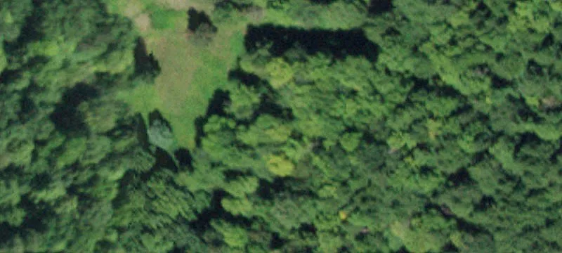 7 Acres of Untouched Woodland